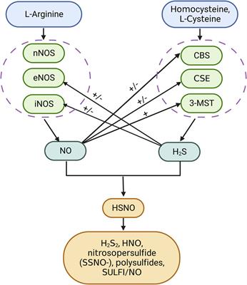 The role of sulfur compounds in chronic obstructive pulmonary disease